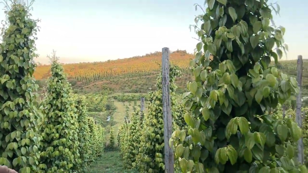 #daygiongtieutunglinh