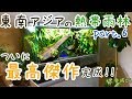 新水槽立ち上げ ~東南アジアの熱帯雨林~ Part.6 最終回