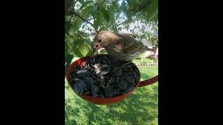 Female House Finch Shelling Sunflower Seeds