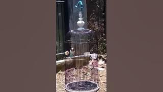 LOVEBIRD NGEKEK TEMBUS 1 MENIT 18 DETIK