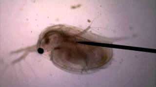 Daphnia Water Flea Swimming, Magnified 40X