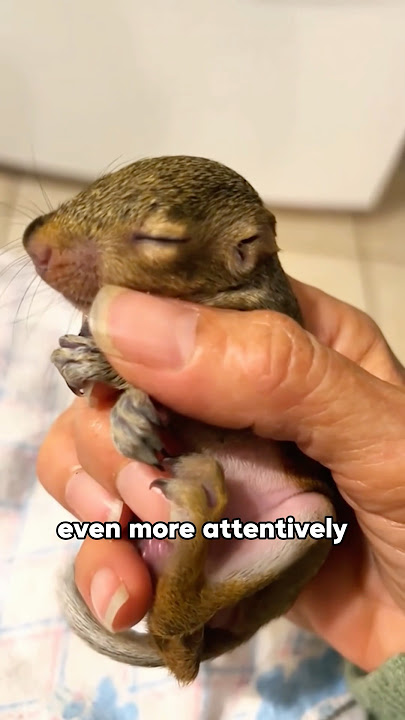 She is the real mother of this little squirrel 🐿️ #animal #rescue #squirrel #shorts #short