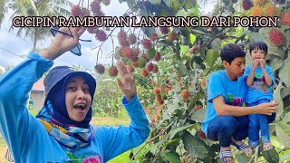 TASTING RAMBUTAN STRAIGHT FROM THE TREE | RAMBUTAN HARVEST || MAHREEN AFIZA