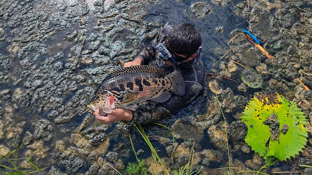 Aguas turbias y peligrosas… pescando guapotes gigantes con arpón ¡final inesperado!