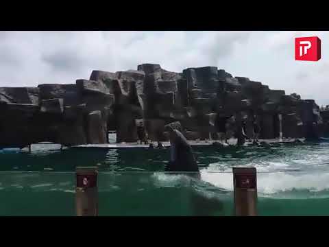 ბათუმის დელფინარიუმი