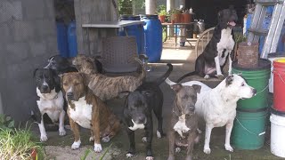 Hanging With the Furry Crew