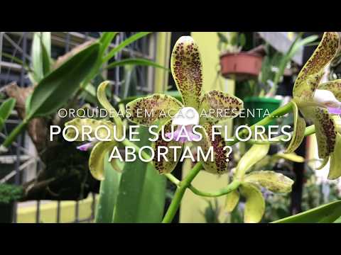 Vídeo: Por que os bulbos brotam no inverno: razões para as flores desabrocharem cedo demais