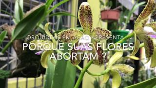 Porque as flores de minhas orquídeas abortam e caem ? - thptnganamst.edu.vn