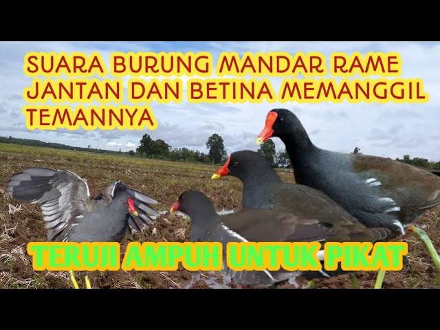 Suara burung mandar rame jantan dan betina memanggil temannya class=