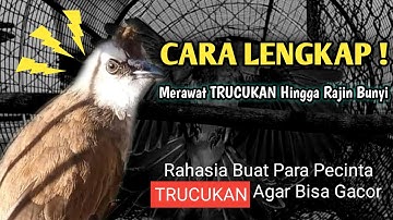 Cara Lengkap Merawat Trucukan Baru Hingga Rajin Bunyi