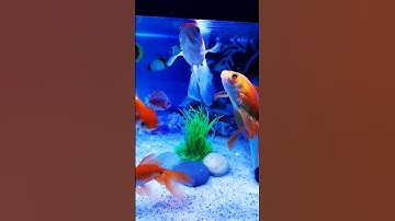 Beautiful Gold fish, Fish Aquarium setup, Gold Fish tank setup. #shorts #viral #fish #aquarium