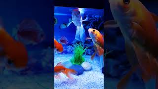 Beautiful Gold fish, Fish Aquarium setup, Gold Fish tank setup. #shorts #viral #fish #aquarium screenshot 1