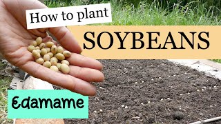 How to grow soybeans