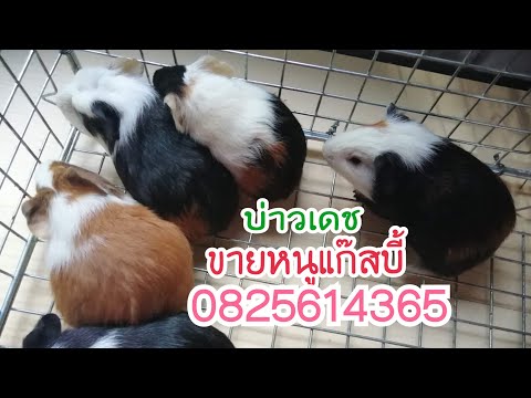 ขายหนูแกสบี้ครับ สนใจ0825614365 #ฟาร์มอ้นบ่าวเดชนครพนม บ้านโพนทัน ตำบลหนองฮี อำเภอปลาปาก นครพนม