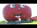 Pack Rat - Neighbours