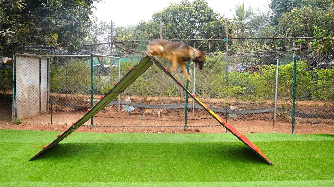 commando kennels dog training cost