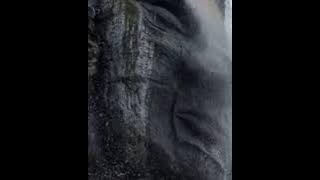 Shiva Mantra WhatsApp Status|Shiva Tandava Stotram|Om namah shivaya|VR7 CLUB