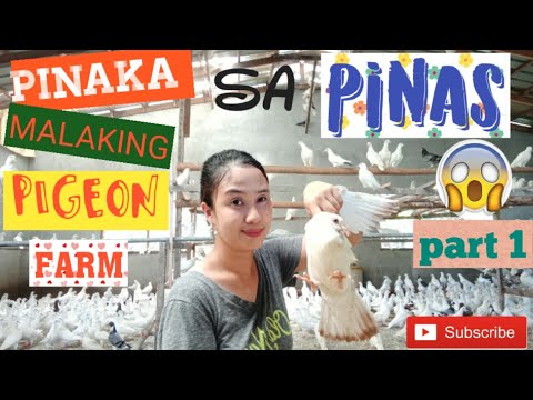 Video: Paano Mag-aalaga Ng Libingan