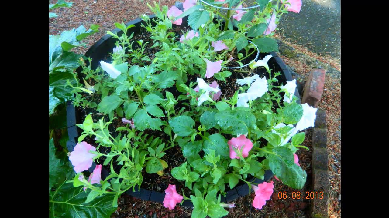 Spring Flowers YouTube