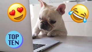 Top 10 Cute Funny Animals of 2017