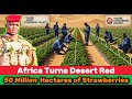Global Shockwave | Traoré Turns the Sahel into 50 Million Hectares of Strawberries