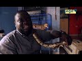 Nigerian man rescues, shelters snakes and other wild animals for a living| Legit TV