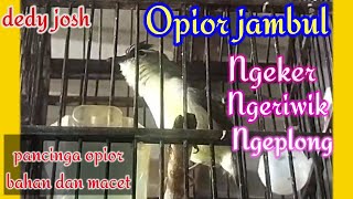 Opior jambul [Perenjak daun] nyerecet-ngeriwik-ngeplong masteran burung bahan / macetan palingampuh