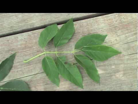 Video: How To Distinguish Ash From Maple? Differences Between Ash-leaved Maple Leaves And Ash-tree Leaves. How Do American Maple Seeds Differ From Ash Fruits?