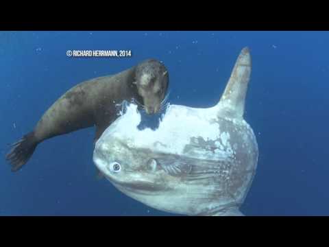 Sunfish Supper - Richard Herrmann, Second Place 'Underwater' 