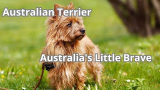 Australian Terrier: Australia's Little Brave