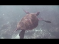 Tortuga marina. Isla San Cristóbal. Galápagos. Морская черепаха. Галапагосы. 1/5