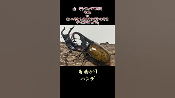マンディブラリスフタマクワガタ 2号 Vs ヘラクレスオキシデンタリス エクスブレイブ 