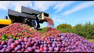 How American Farmers Harvest 780 Million Pounds Of Plums | Agriculture Technology