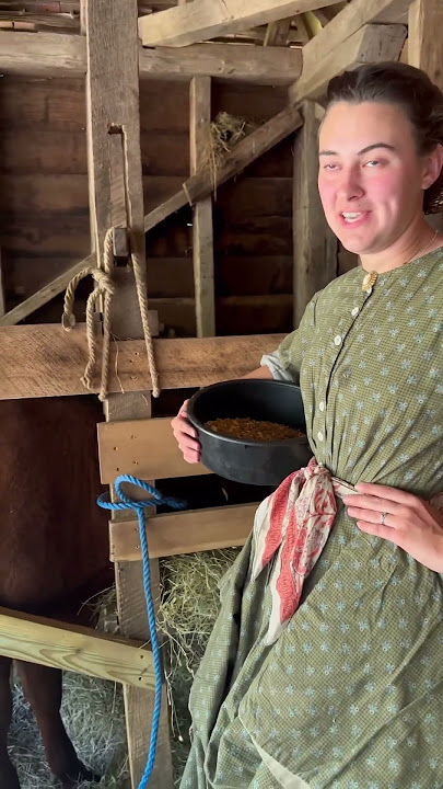 #Milking Gracie is a #twice #daily #chore. #Dairy #cow #heritage #breed #museum #history #shorts