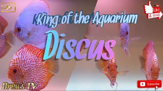 The King of Aquarium Fish, Discus! UHD 4K