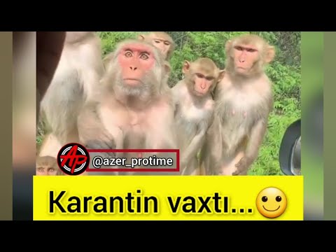 Karantin vaxtı...🙂(quarantine time)