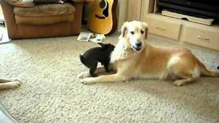 Bunny Rabbit Plays With Golden Retriever