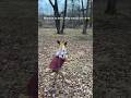 Dogs and other animals. #funny #dog #pets ##dogshorts #animals #fyp
