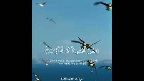 تلاوة هادئة من سورة ص … بصوت القارئ : أحمد الشافعي