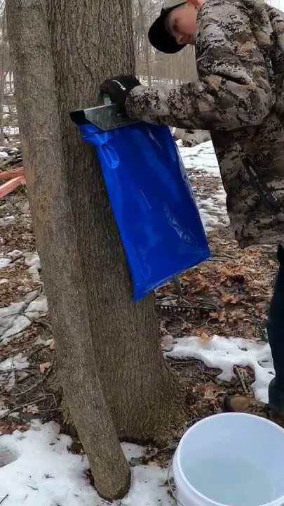 what-does-a-maple-syrup-tap-look-like-youtube