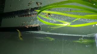 Młode Gupiki z Mieczykami i krewetami screenshot 4