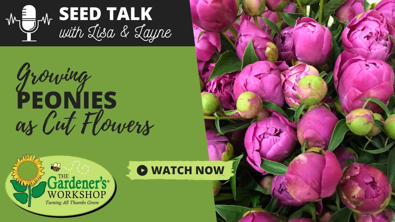 Seed Talk #88 - Growing Peonies as Cut Flowers