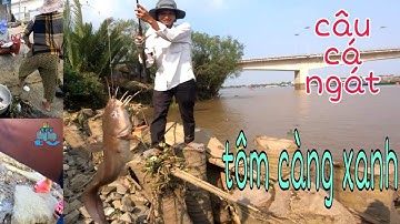 câu cá ngát || tôm càng xanh phà kênh nước mặn