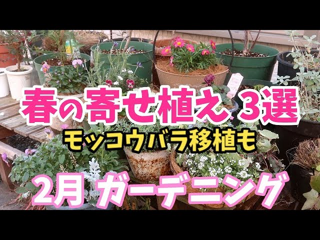 2月ガーデニング 春の寄せ植え ターシャも愛した勿忘草が主役 モッコウバラ移植 底にボッコリ穴 ブリキ缶に春植え Youtube