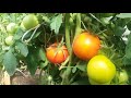 Урожайные сорта томатов 2018 года.