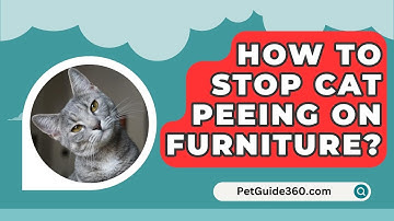 How To Stop Cat Peeing On Furniture? - PetGuide360.com
