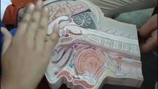 Hemisection part 2