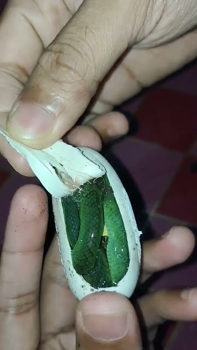 Nyobek telur ular hijau