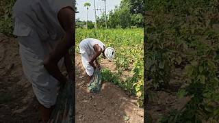 "Grandfather is picking bitter gourds from the farm.  #agriculture #bittergaurd #farming #shortfeed