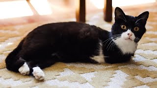 Meet Rexie, The Handsome Two-legged Cat Who Survived Severe Trauma And Found A Great Forever Home!